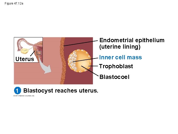 Figure 47. 12 a Endometrial epithelium (uterine lining) Uterus Inner cell mass Trophoblast Blastocoel