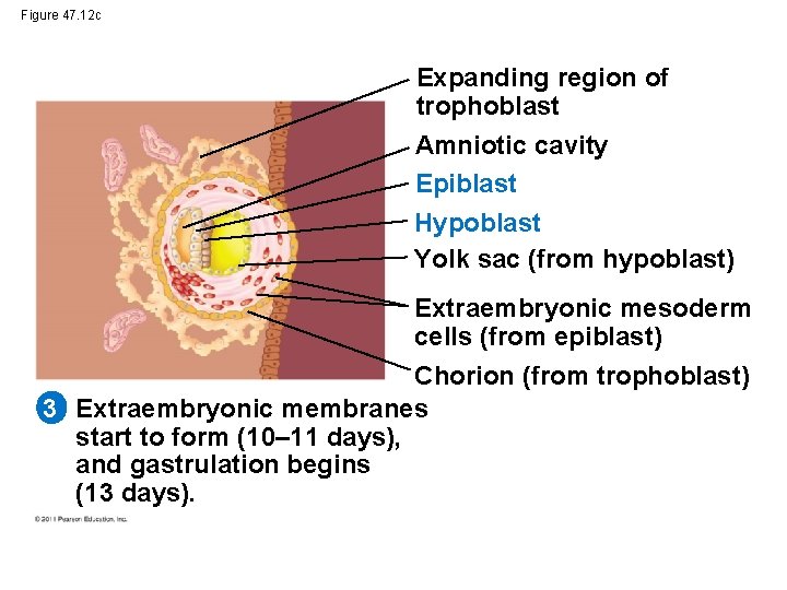 Figure 47. 12 c Expanding region of trophoblast Amniotic cavity Epiblast Hypoblast Yolk sac
