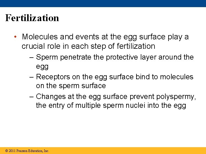 Fertilization • Molecules and events at the egg surface play a crucial role in