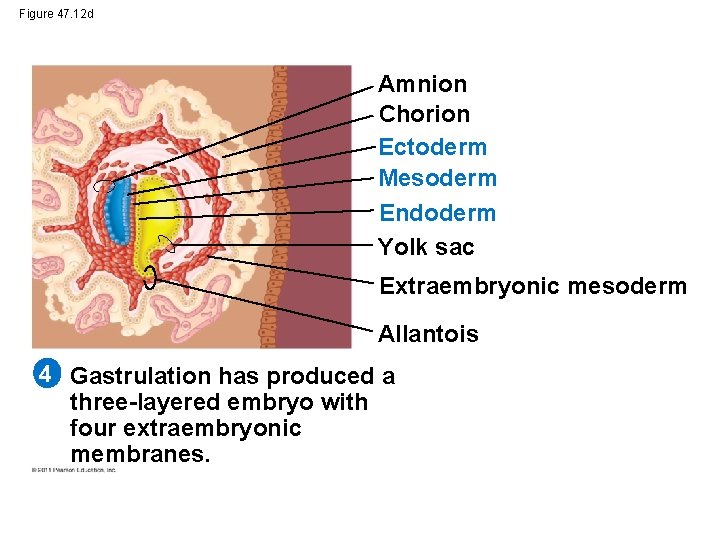Figure 47. 12 d Amnion Chorion Ectoderm Mesoderm Endoderm Yolk sac Extraembryonic mesoderm Allantois