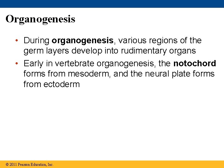 Organogenesis • During organogenesis, various regions of the germ layers develop into rudimentary organs