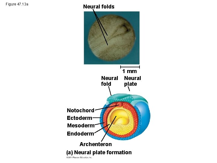 Figure 47. 13 a Neural folds 1 mm Neural fold plate Notochord Ectoderm Mesoderm