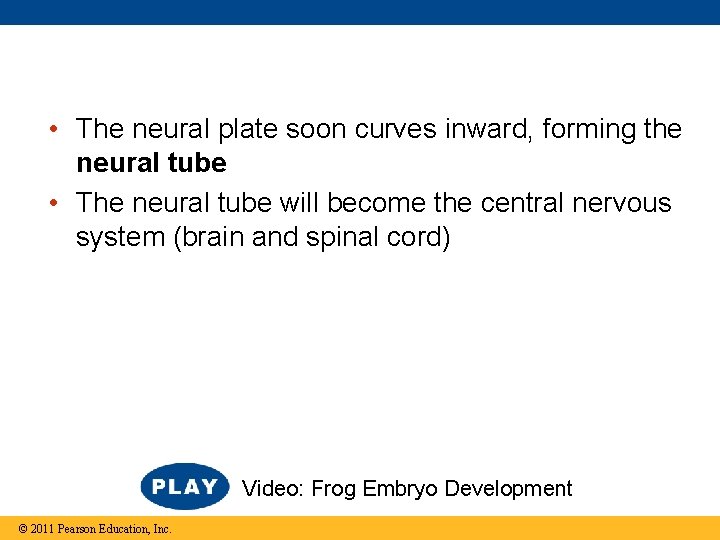  • The neural plate soon curves inward, forming the neural tube • The