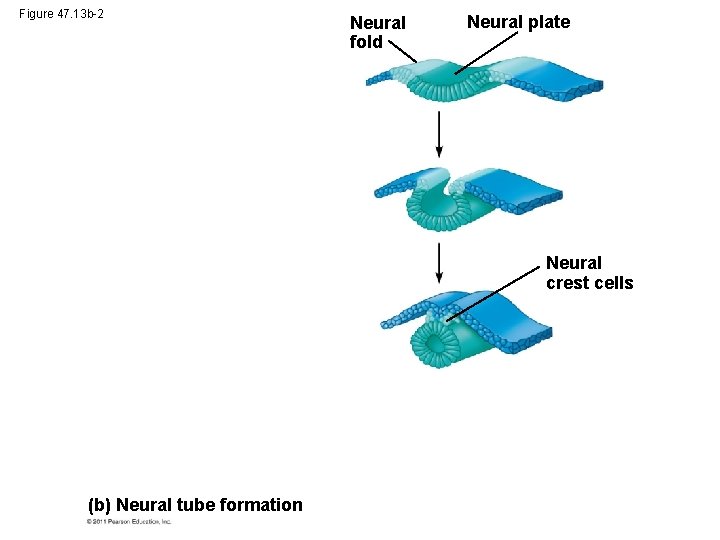 Figure 47. 13 b-2 Neural fold Neural plate Neural crest cells (b) Neural tube