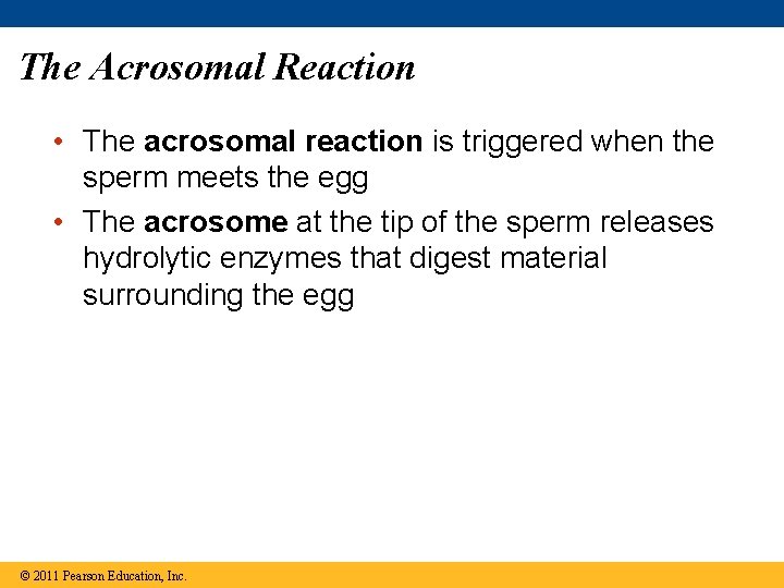 The Acrosomal Reaction • The acrosomal reaction is triggered when the sperm meets the