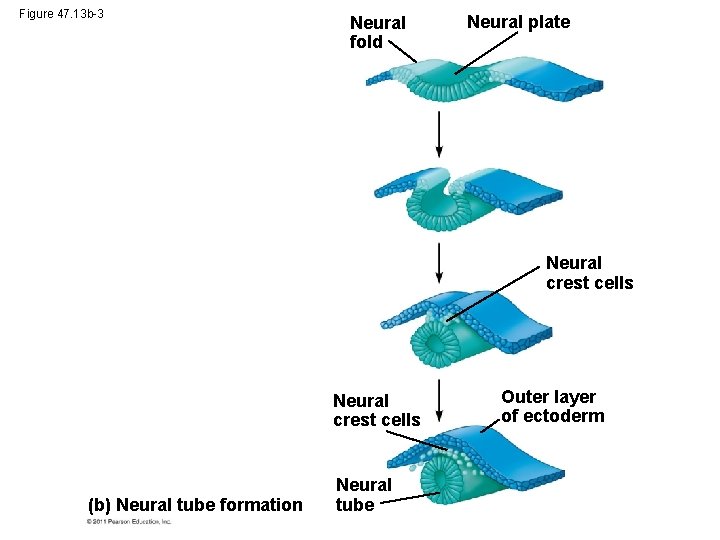 Figure 47. 13 b-3 Neural fold Neural plate Neural crest cells (b) Neural tube