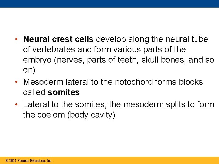  • Neural crest cells develop along the neural tube of vertebrates and form