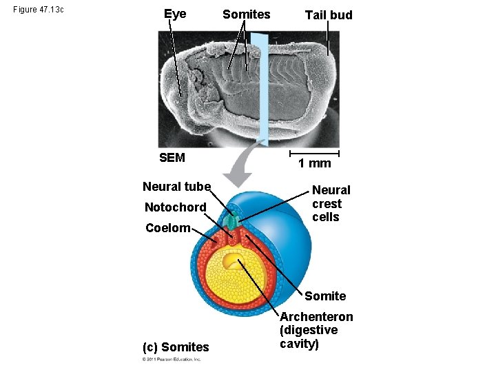 Figure 47. 13 c Eye SEM Neural tube Notochord Coelom Somites Tail bud 1