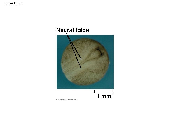 Figure 47. 13 d Neural folds 1 mm 