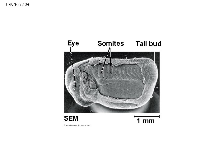 Figure 47. 13 e Eye SEM Somites Tail bud 1 mm 