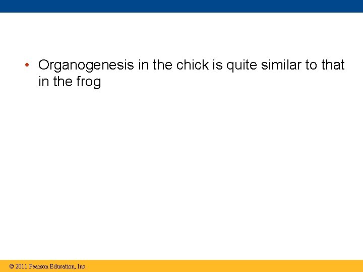  • Organogenesis in the chick is quite similar to that in the frog