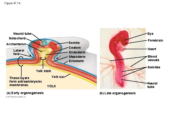 Figure 47. 14 Neural tube Notochord Eye Forebrain Somite Coelom Endoderm Mesoderm Ectoderm Archenteron
