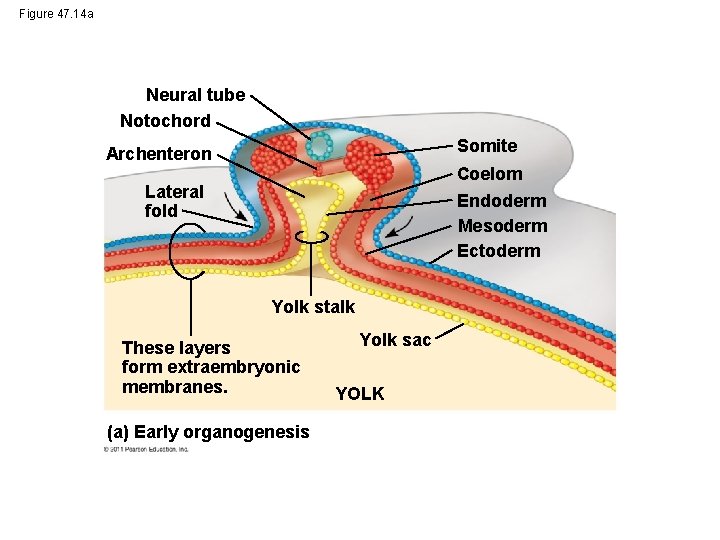 Figure 47. 14 a Neural tube Notochord Somite Archenteron Coelom Endoderm Mesoderm Ectoderm Lateral