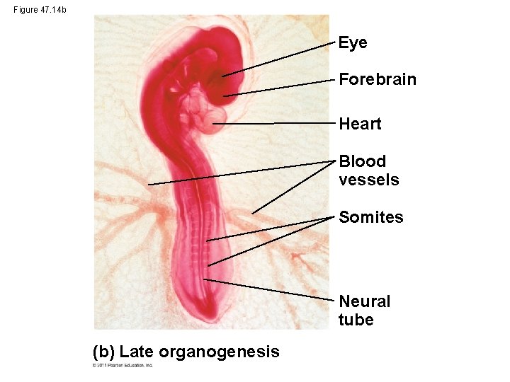 Figure 47. 14 b Eye Forebrain Heart Blood vessels Somites Neural tube (b) Late