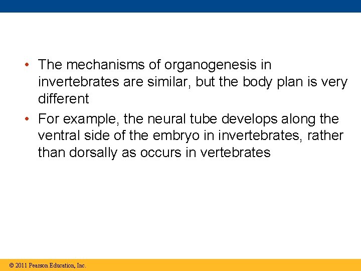  • The mechanisms of organogenesis in invertebrates are similar, but the body plan