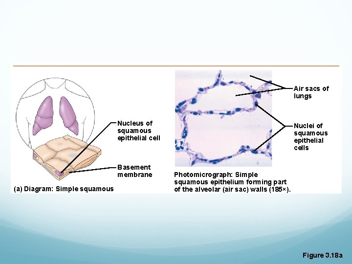 Air sacs of lungs Nucleus of squamous epithelial cell Basement membrane (a) Diagram: Simple