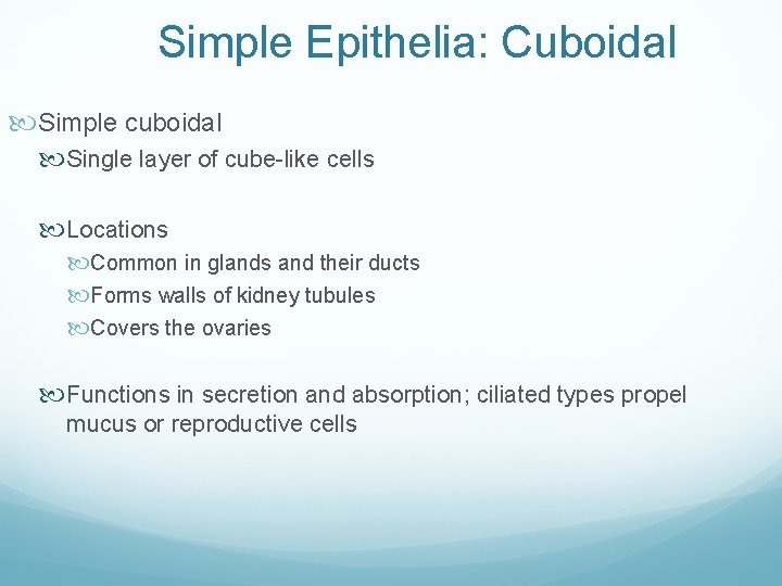 Simple Epithelia: Cuboidal Simple cuboidal Single layer of cube-like cells Locations Common in glands
