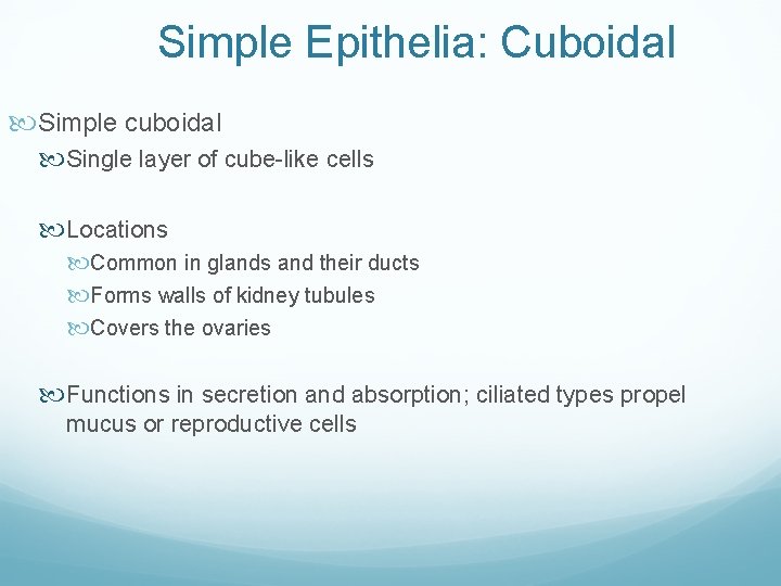 Simple Epithelia: Cuboidal Simple cuboidal Single layer of cube-like cells Locations Common in glands Simple Epithelia: Cuboidal Simple cuboidal Single layer of cube-like cells Locations Common in glands