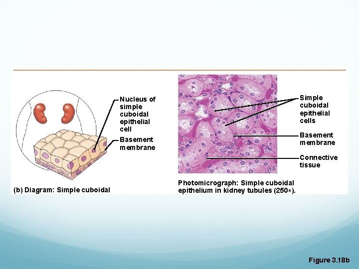 Simple cuboidal epithelial cells Nucleus of simple cuboidal epithelial cell Basement membrane Connective tissue Simple cuboidal epithelial cells Nucleus of simple cuboidal epithelial cell Basement membrane Connective tissue