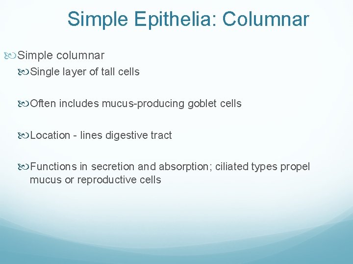 Simple Epithelia: Columnar Simple columnar Single layer of tall cells Often includes mucus-producing goblet