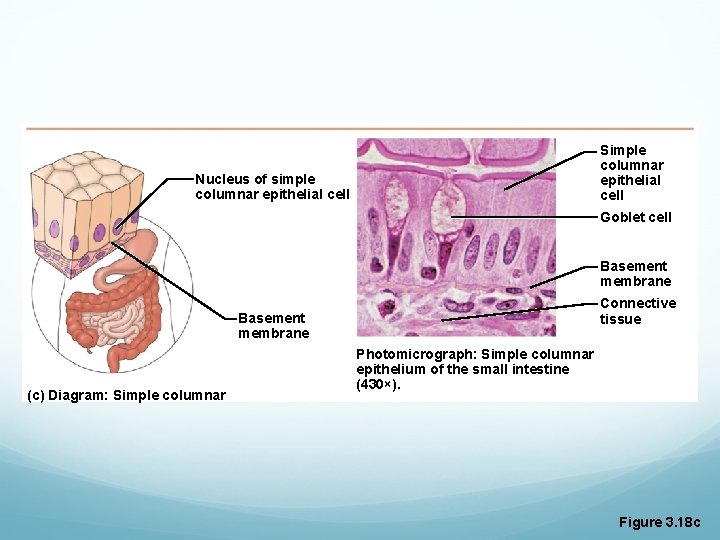 Simple columnar epithelial cell Nucleus of simple columnar epithelial cell Goblet cell Basement membrane