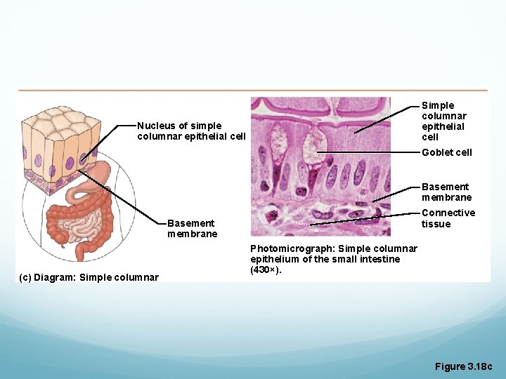 Simple columnar epithelial cell Nucleus of simple columnar epithelial cell Goblet cell Basement membrane Simple columnar epithelial cell Nucleus of simple columnar epithelial cell Goblet cell Basement membrane