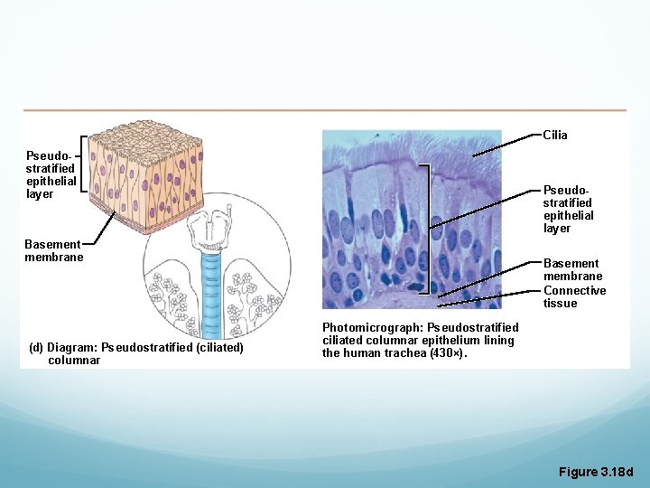 Cilia Pseudostratified epithelial layer Basement membrane (d) Diagram: Pseudostratified (ciliated) columnar Basement membrane Connective