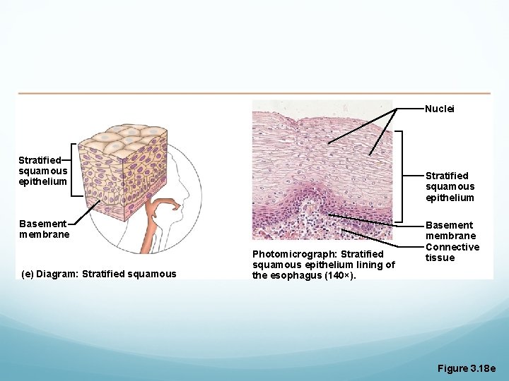 Nuclei Stratified squamous epithelium Basement membrane (e) Diagram: Stratified squamous Photomicrograph: Stratified squamous epithelium