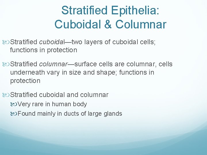 Stratified Epithelia: Cuboidal & Columnar Stratified cuboidal—two layers of cuboidal cells; functions in protection Stratified Epithelia: Cuboidal & Columnar Stratified cuboidal—two layers of cuboidal cells; functions in protection