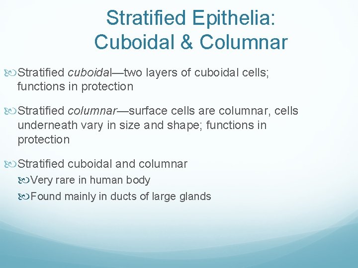 Stratified Epithelia: Cuboidal & Columnar Stratified cuboidal—two layers of cuboidal cells; functions in protection