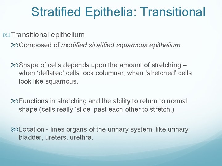 Stratified Epithelia: Transitional epithelium Composed of modified stratified squamous epithelium Shape of cells depends