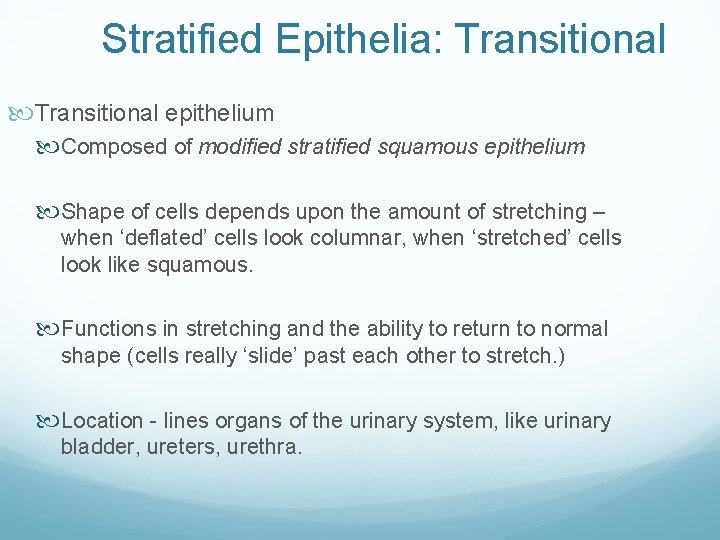 Stratified Epithelia: Transitional epithelium Composed of modified stratified squamous epithelium Shape of cells depends Stratified Epithelia: Transitional epithelium Composed of modified stratified squamous epithelium Shape of cells depends