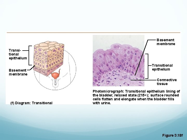 Basement membrane Transitional epithelium Connective tissue (f) Diagram: Transitional Photomicrograph: Transitional epithelium lining of