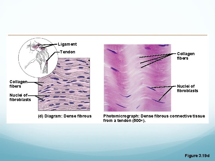 Ligament Tendon Collagen fibers Nuclei of fibroblasts (d) Diagram: Dense fibrous Photomicrograph: Dense fibrous