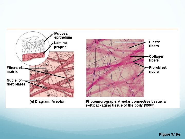 Mucosa epithelium Lamina propria Elastic fibers Collagen fibers Fibroblast nuclei Fibers of matrix Nuclei