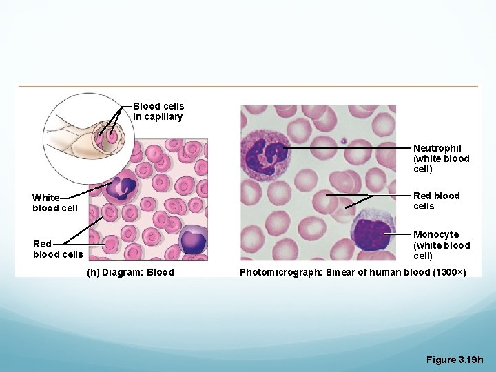 Blood cells in capillary Neutrophil (white blood cell) White blood cell Red blood cells Blood cells in capillary Neutrophil (white blood cell) White blood cell Red blood cells