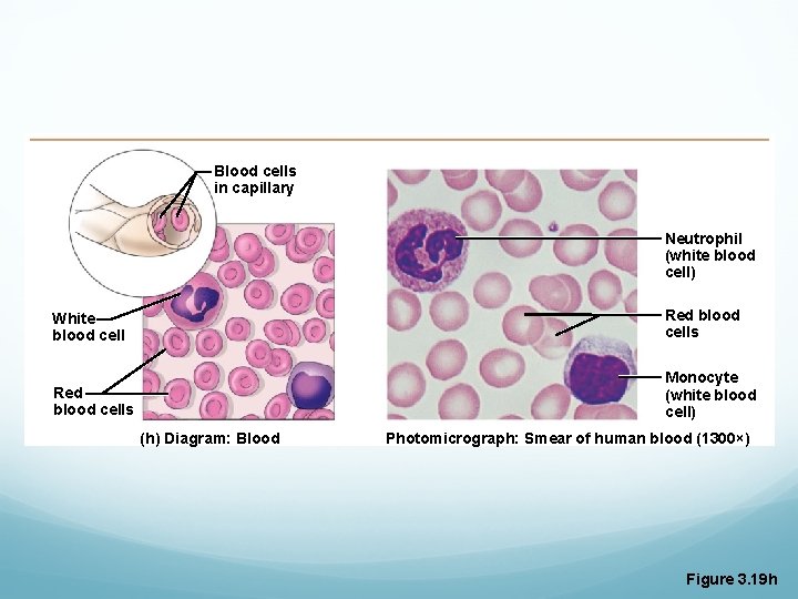 Blood cells in capillary Neutrophil (white blood cell) White blood cell Red blood cells