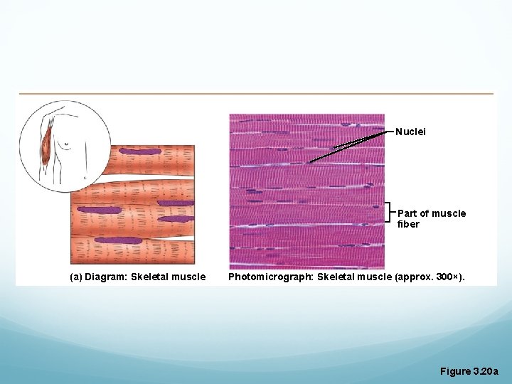 Nuclei Part of muscle fiber (a) Diagram: Skeletal muscle Photomicrograph: Skeletal muscle (approx. 300×). Nuclei Part of muscle fiber (a) Diagram: Skeletal muscle Photomicrograph: Skeletal muscle (approx. 300×).