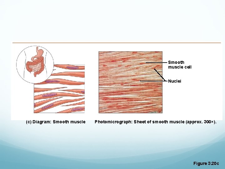 Smooth muscle cell Nuclei (c) Diagram: Smooth muscle Photomicrograph: Sheet of smooth muscle (approx. Smooth muscle cell Nuclei (c) Diagram: Smooth muscle Photomicrograph: Sheet of smooth muscle (approx.