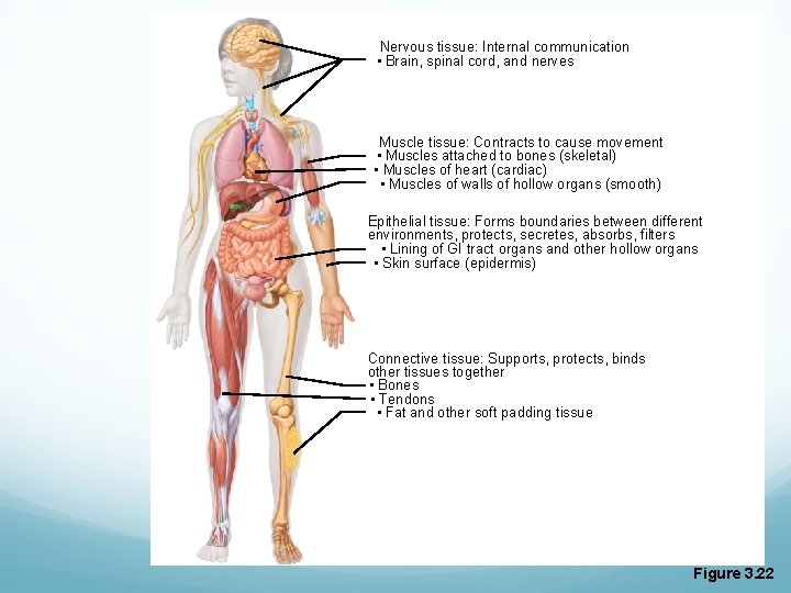 Nervous tissue: Internal communication • Brain, spinal cord, and nerves Muscle tissue: Contracts to