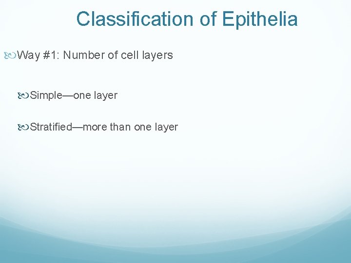 Classification of Epithelia Way #1: Number of cell layers Simple—one layer Stratified—more than one Classification of Epithelia Way #1: Number of cell layers Simple—one layer Stratified—more than one