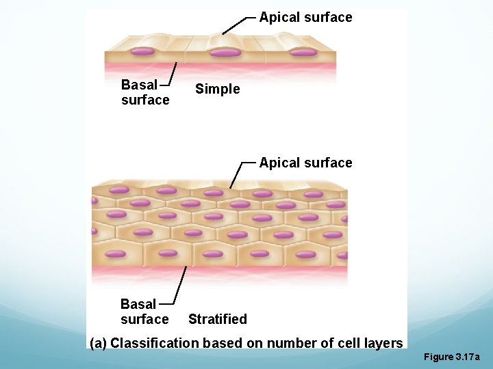 Apical surface Basal surface Simple Apical surface Basal surface Stratified (a) Classification based on