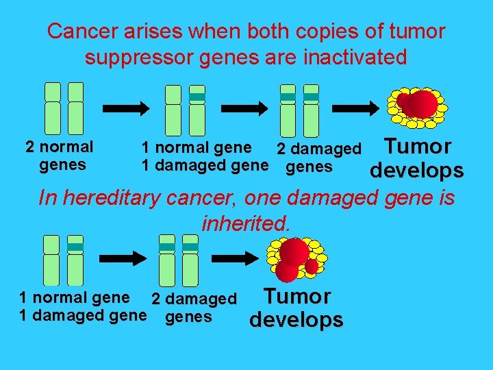 Cancer arises when both copies of tumor suppressor genes are inactivated Tumor develops In