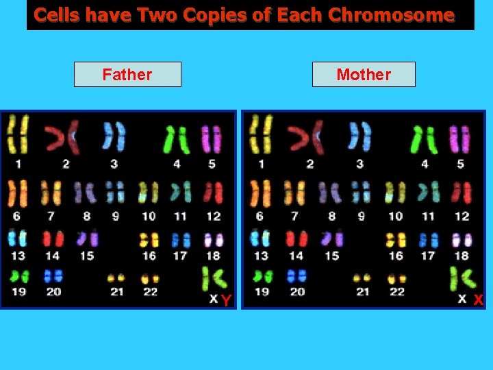 Cells have Two Copies of Each Chromosome Father Mother x Y x 