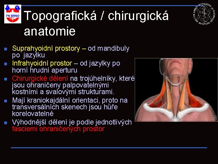 Topografická / chirurgická anatomie n n n Suprahyoidní prostory – od mandibuly po jazylku