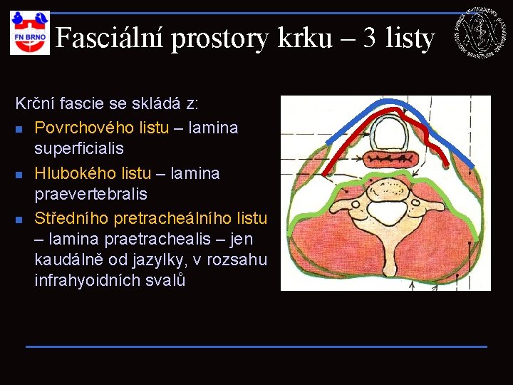 Fasciální prostory krku – 3 listy Krční fascie se skládá z: n Povrchového listu