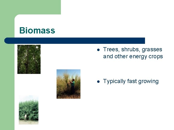 Biomass l Trees, shrubs, grasses and other energy crops l Typically fast growing 
