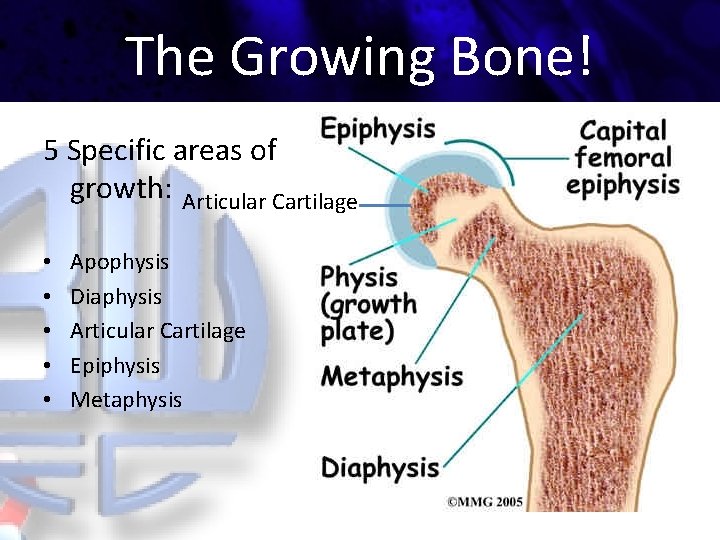 The Growing Bone! 5 Specific areas of growth: Articular Cartilage • • • Apophysis