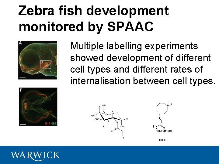 Zebra fish development monitored by SPAAC Multiple labelling experiments showed development of different cell