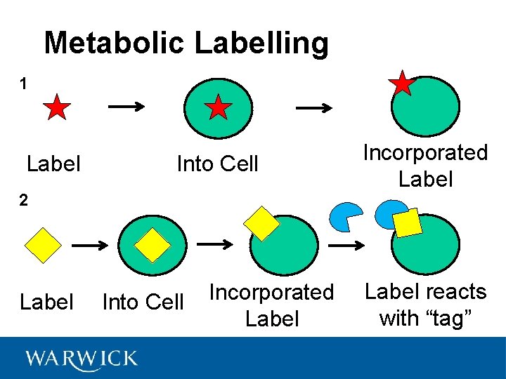 Metabolic Labelling 1 Label Into Cell 2 Label Into Cell Incorporated Label reacts with